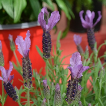 Lavandula stoechas Javelin Forte™ '' (112045)