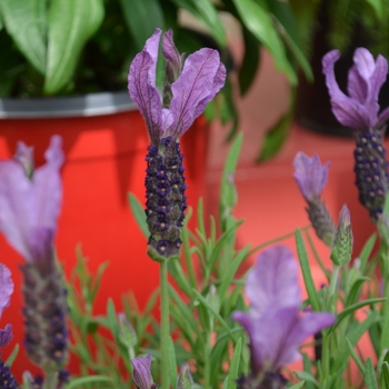 Lavandula stoechas Javelin Forte™ '' (112046)