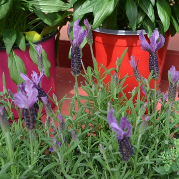 Lavandula stoechas Javelin Forte™ '' (112048)