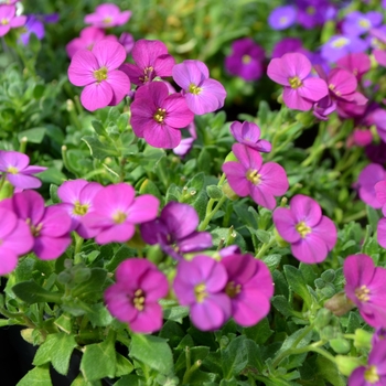 Aubrieta Axcent™ 'Lilac' (112053)