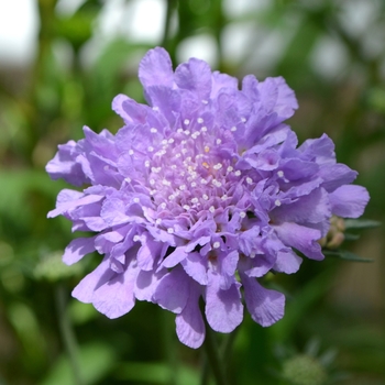 Scabiosa columbaria Flutter™ 'Deep Blue' (112060)