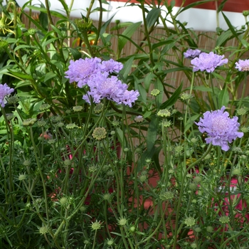 Scabiosa columbaria Flutter™ 'Deep Blue' (112062)