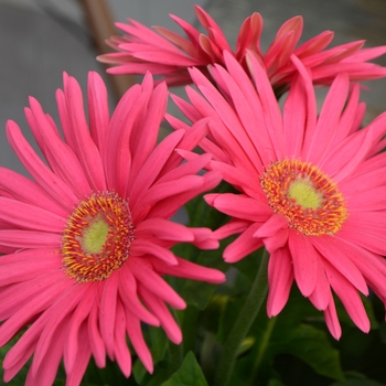 Gerbera jamesonii Mega Revolution™ Mix '' (112066)