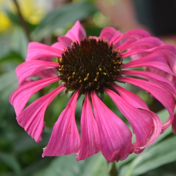 Echinacea Butterfly 'Purple Emperor' (112070)