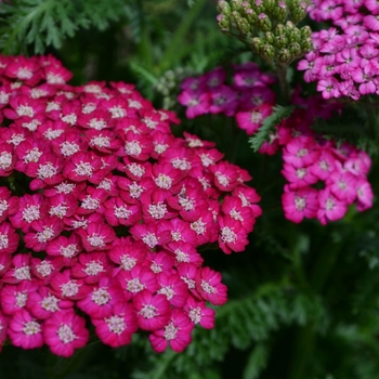 Achillea millefolium New Vintage™ '' (112073)