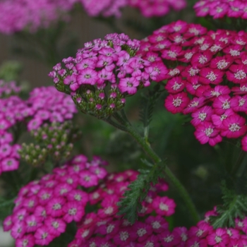 Achillea millefolium New Vintage™ '' (112074)