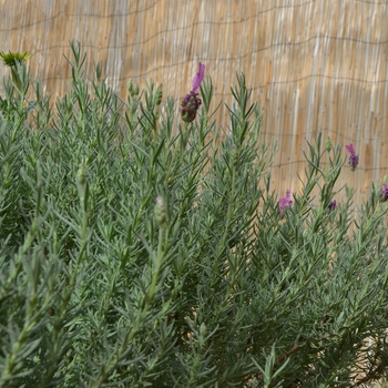 Lavandula stoechas 'The Princess' (112077)