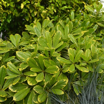 Pittosporum tobira 'Mojo®' (112078)