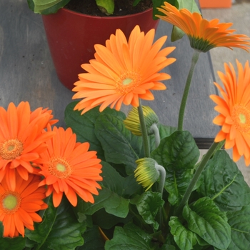 Gerbera jamesonii Revolution™ Series '' (112079)