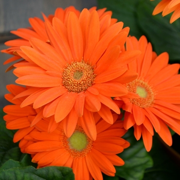 Gerbera jamesonii Revolution™ Series '' (112080)