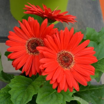 Gerbera jamesonii Revolution™ Series '' (112081)