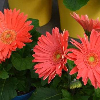 Gerbera jamesonii Revolution™ Series '' (112082)