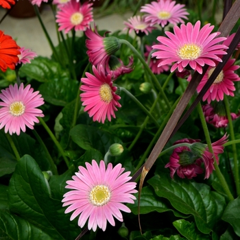 Gerbera Drakensberg Daisy™ 'Carmine' (112084)