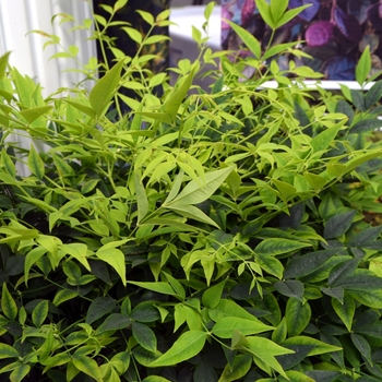 Nandina domestica 'Lemon Lime' (112089)