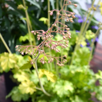 Heuchera 'Carnival Limeade' (112091)