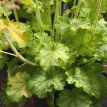 Heuchera 'Carnival Limeade' (112092)