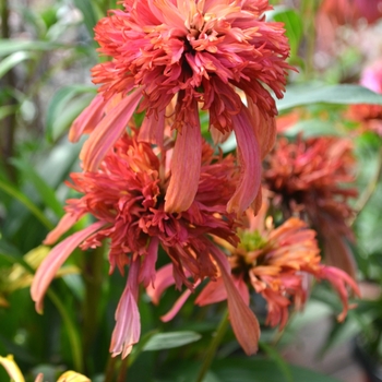 Echinacea purpurea 'Guava Ice' (112094)