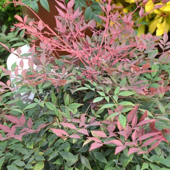 Nandina domestica 'Obsession™' (112098)