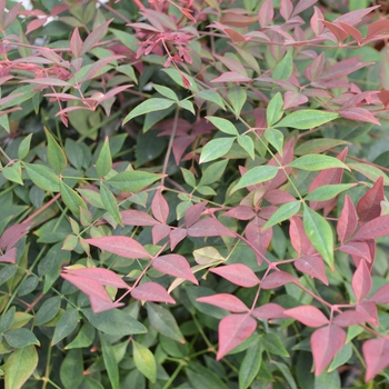 Nandina domestica 'Obsession™' (112100)