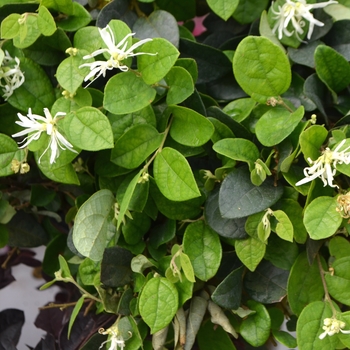 Loropetalum chinense 'Emerald Snow®' (112101)