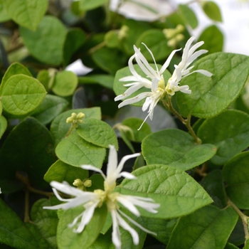 Loropetalum chinense 'Emerald Snow®' (112102)