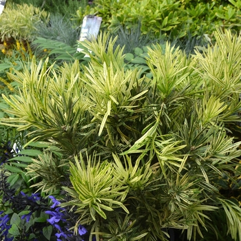 Podocarpus macrophyllus 'Roman Candle™' (112103)