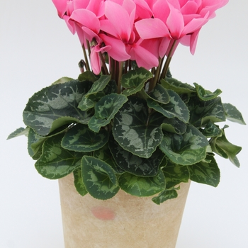 Cyclamen persicum Dreamscape™ 'Salmon Eye' (112222)