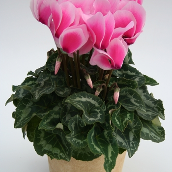 Cyclamen persicum Contiga 'Light Pink Edge' (112229)