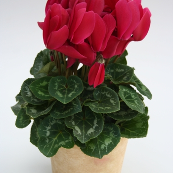 Cyclamen persicum Contiga 'Magenta' (112231)