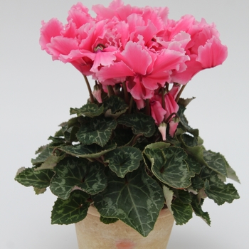 Cyclamen persicum Maxora Fringed 'Fringed Salmon Light Edge' (112239)