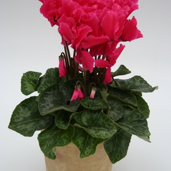 Cyclamen persicum Maxora Fringed 'Deep Rose' (112249)