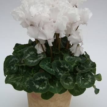 Cyclamen persicum Maxora Fringed 'Fringed White' (112255)