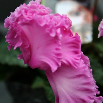 Cyclamen persicum Rocolina 'Lilac' (112265)