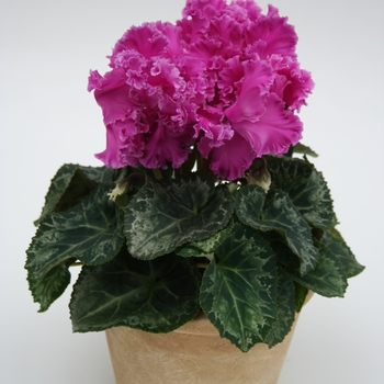 Cyclamen persicum Rocolina 'Lilac' (112266)