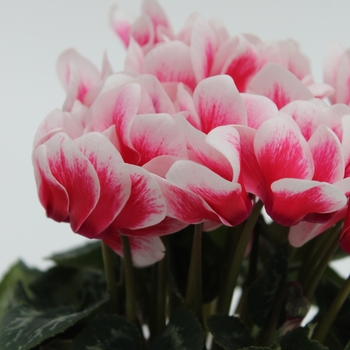 Cyclamen persicum Merita 'Shine Red' (112271)