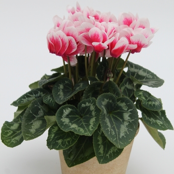 Cyclamen persicum Merita 'Shine Red' (112272)