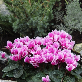 Cyclamen persicum Goblet 'Shine Purple' (112283)