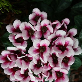 Cyclamen persicum Goblet 'Shine Wine Red' (112287)