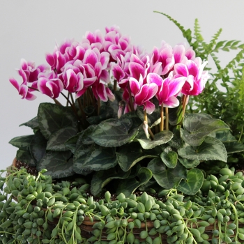 Cyclamen persicum Melody Outdoor® 'Shine Purple' (112290)