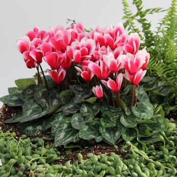 Cyclamen persicum Melody Outdoor® 'Shine Scarlet' (112292)