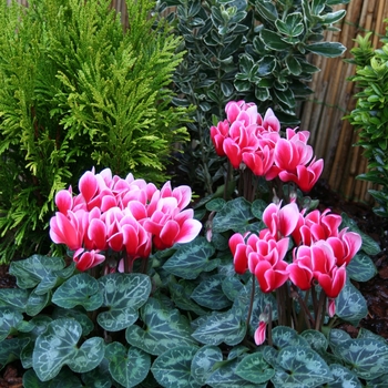 Cyclamen persicum Melody Outdoor® 'Fire' (112300)