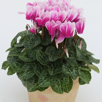 Cyclamen persicum Facila Summer 'Shine Purple' (112312)