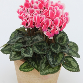 Cyclamen persicum Facila Summer 'Shine Scarlet' (112316)