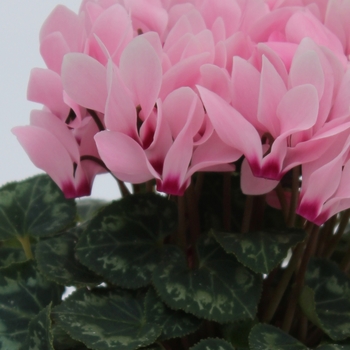 Cyclamen persicum Facila Summer 'Light Salmon Eye' (112398)