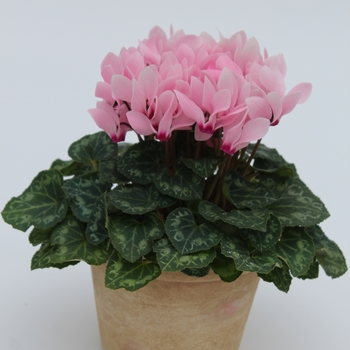 Cyclamen persicum Facila Summer 'Light Salmon Eye' (112399)