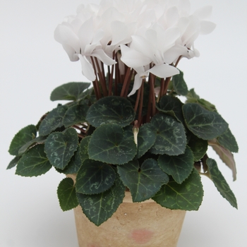 Cyclamen persicum Facila Winter 'White' (112420)