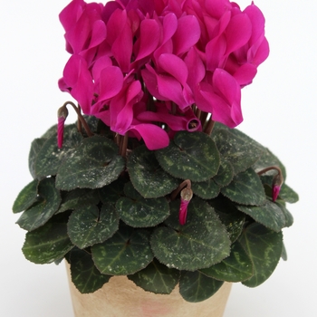 Cyclamen persicum Dreamscape™ 'Purple' (112424)