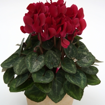 Cyclamen persicum Picola 'Wine Red' (112426)