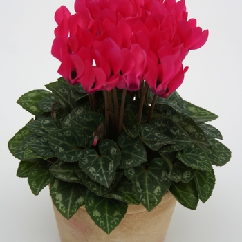 Cyclamen persicum Dreamscape™ 'Deep Rose' (112432)