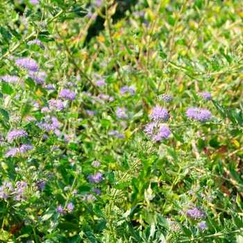 Caryopteris x clandonensis 'Blue Fountain' (112591)